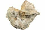 Dinosaur (Triceratops) Cranial Element - North Dakota #237662-4